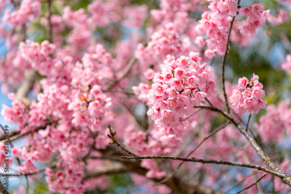Beauty in nature of pink spring cherry blossom in full bloom under clear blue sky. Beauty in nature of pink spring cherry blossom in full bloom under clear blue sky.