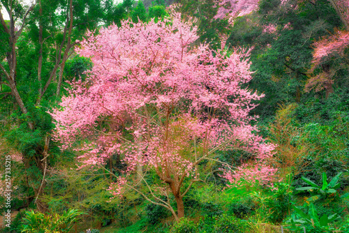 The beautiful of cherry blossom tree full bloom in dreamy forest look like fairy tale. The pink flower contrast with green leaves nature background.