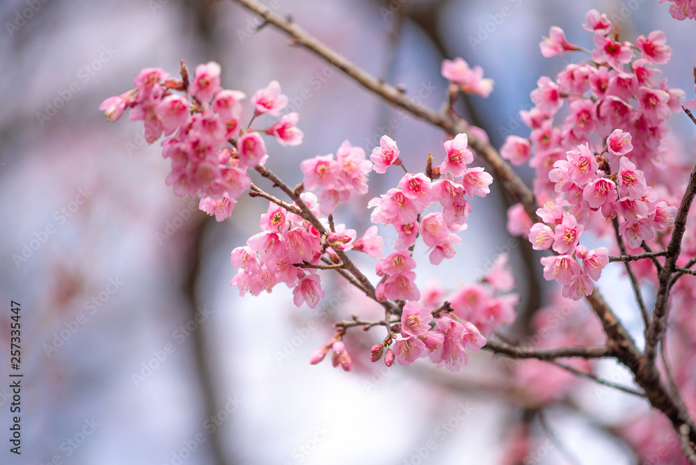 Beauty in nature of pink spring cherry blossom in full bloom under clear blue sky. Beauty in nature of pink spring cherry blossom in full bloom under clear blue sky.