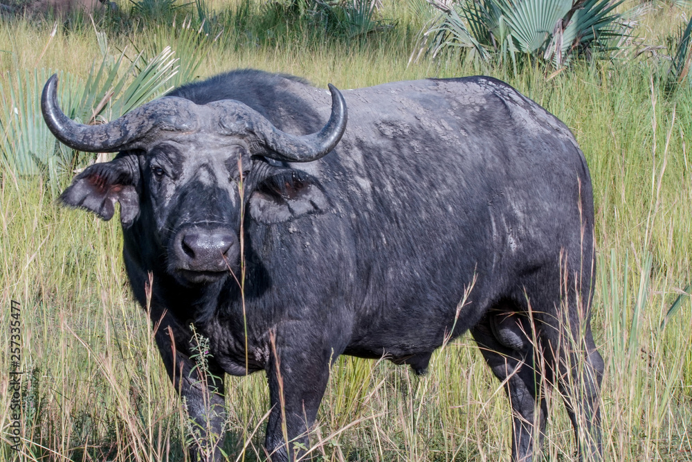 Buffalo in Murchison Falls in Uganda
