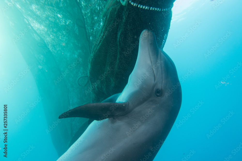 Naklejka premium Dolphin swimming in the Red Sea, Eilat Israel