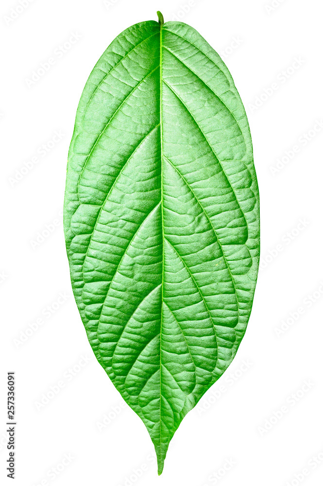 Obraz premium Green leaf isolated on white background with clipping path.