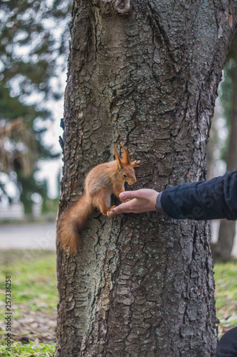 A European squirrel eating nuts from a stretched-out hand, in a park on a sunny spring day.  © J. Kearns