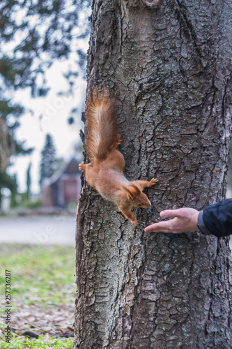 A European squirrel eating nuts from a stretched-out hand, in a park on a sunny spring day.  © J. Kearns