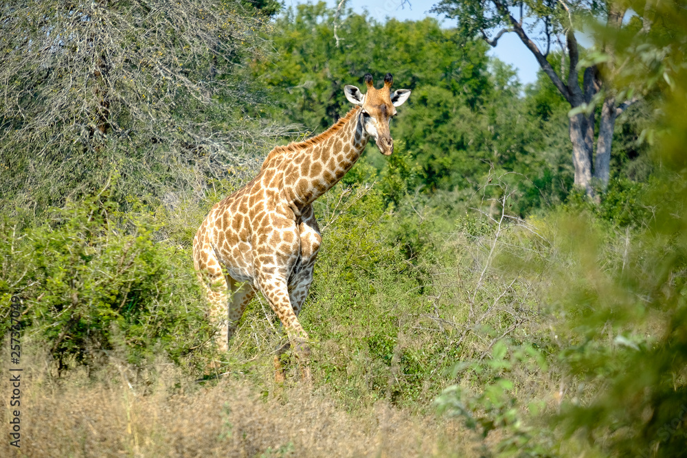 Obraz premium Giraffe in the wild