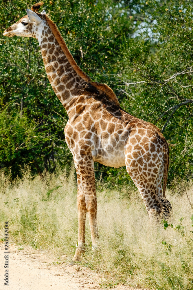 Obraz premium Baby giraffe in the wild