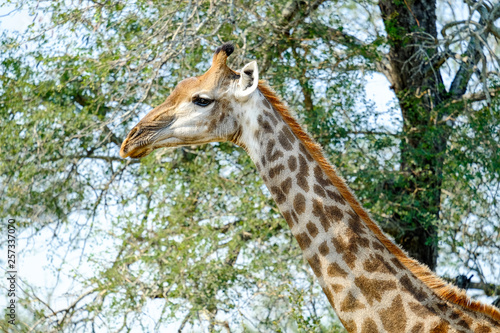 Giraffe in the wild