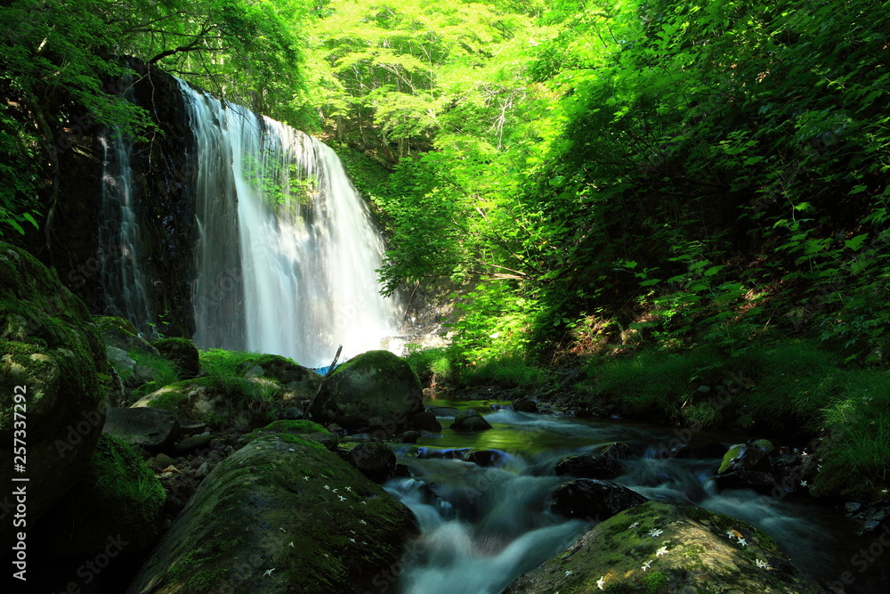 Obraz premium 夏の滝