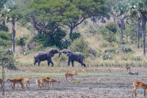 Fight Elephants inMurchison Falls in Uganda