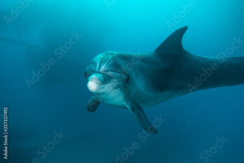 Dolphin swimming in the Red Sea  Eilat Israel