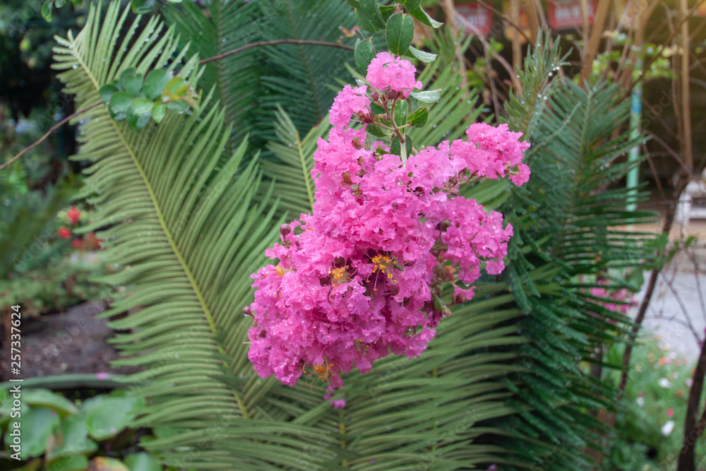 Lagerstroemia flower (Indian Lilac) with rain drops on in the garden on nature background.