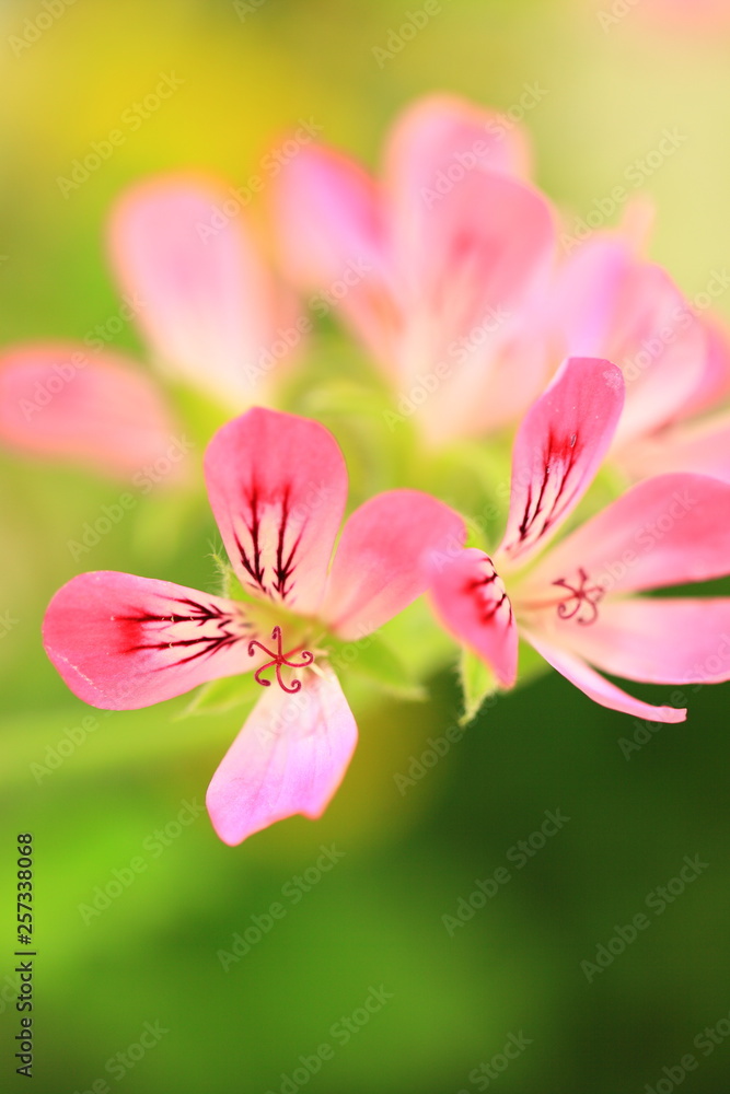 Obraz premium 花のイメージ写真