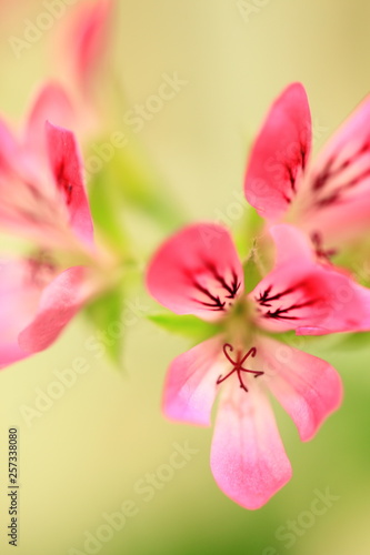 花のイメージ写真