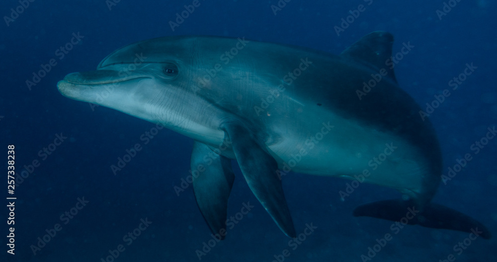 Obraz premium Dolphin swimming in the Red Sea, Eilat Israel