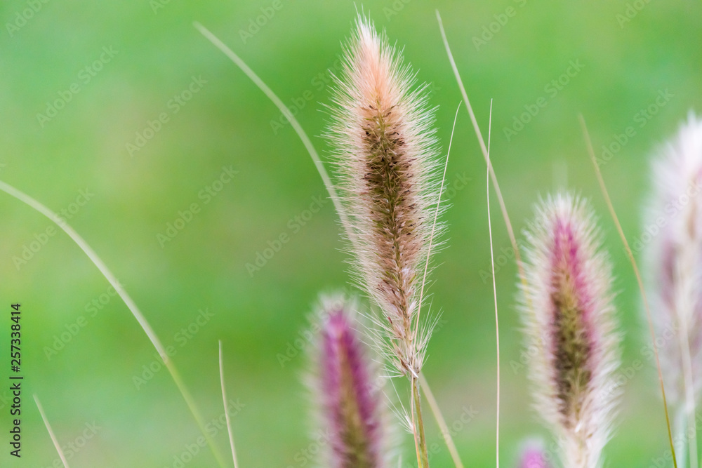 Grass Seed Head