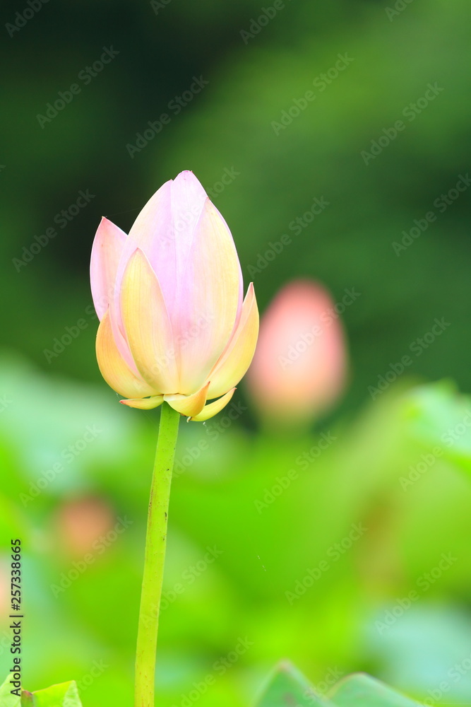 花のイメージ写真 花のイメージ写真