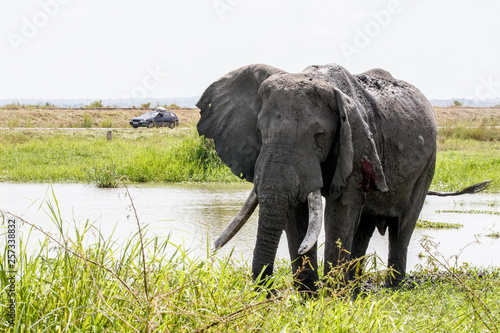 Portrait elephant with water in Murchison Falls
