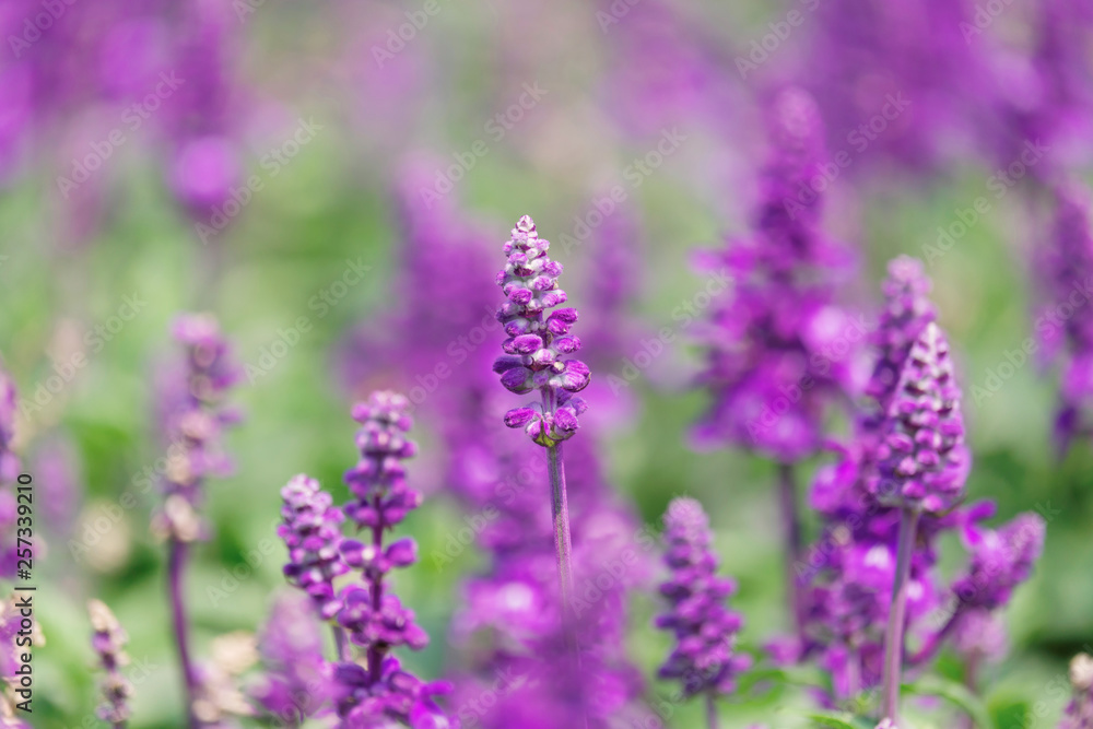 Purple lavender flower