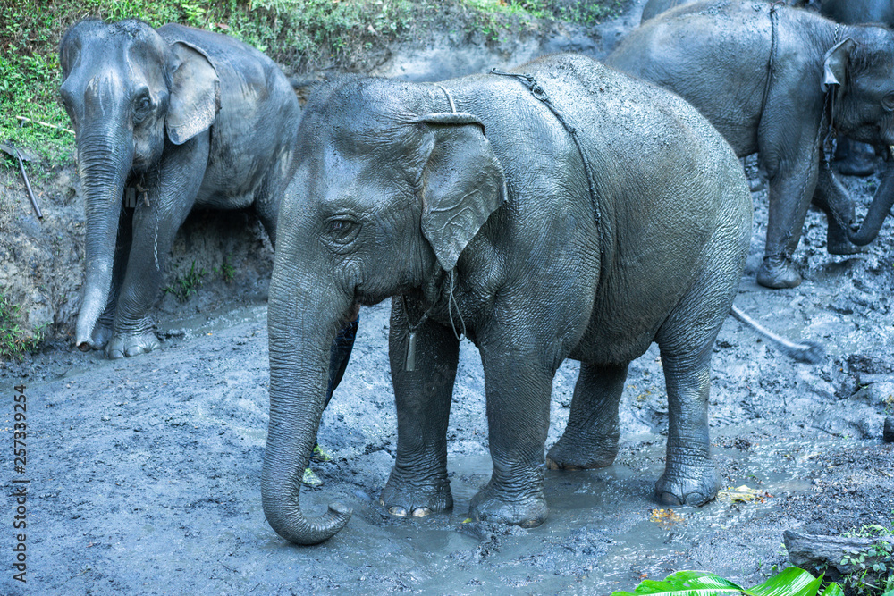 Fototapeta premium A baby elephant playing in mud,elephant mud bath in thailand.