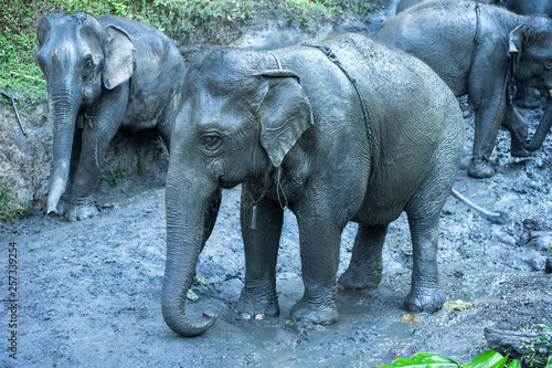 A baby elephant playing in mud,elephant mud bath in thailand.