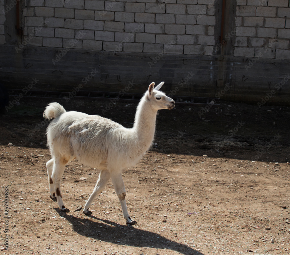 White exotic llama in zoo.