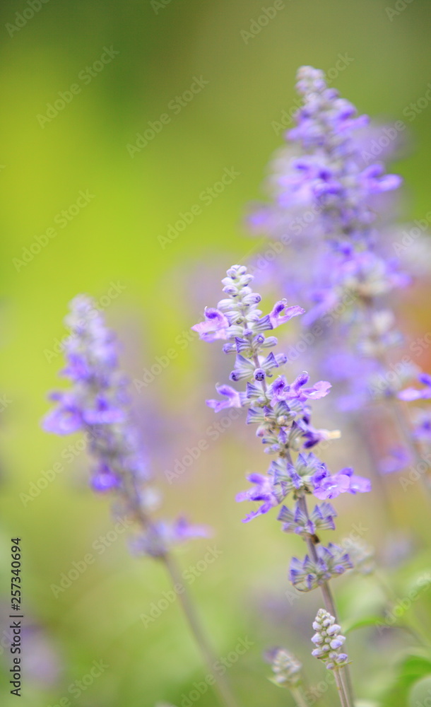 花のイメージ写真 花のイメージ写真