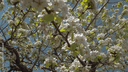 Blossoms of pear tree at spring 2