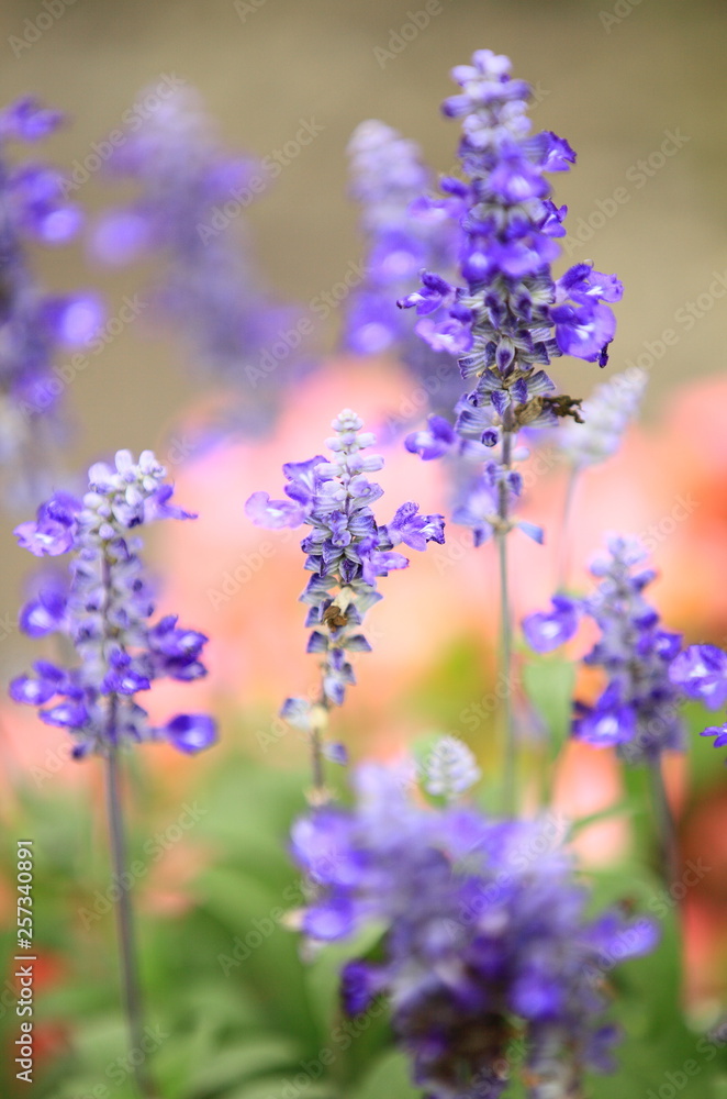Fototapeta premium 花のイメージ写真