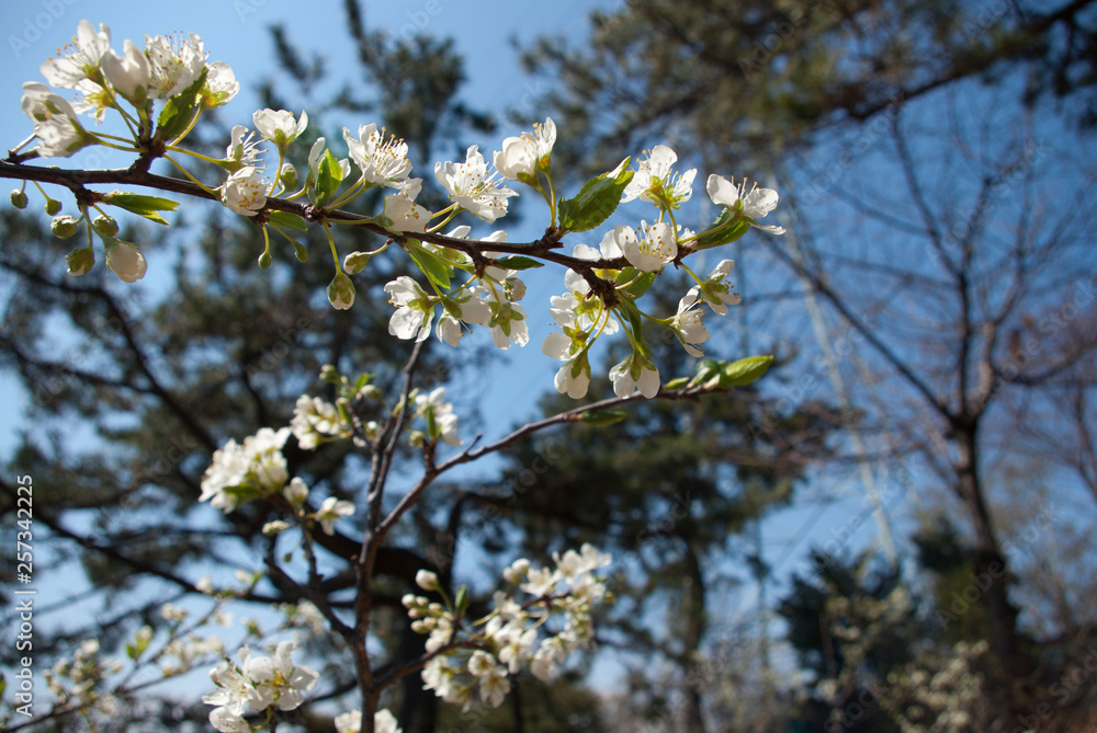 Cherry blossoms,Japanese apricot flower Cherry blossoms,Japanese apricot flower