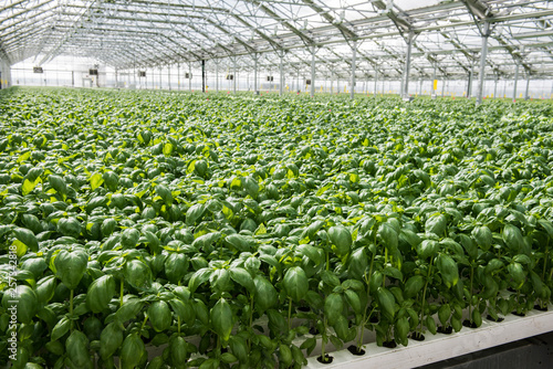 Hydroponics Style of Cultivation
