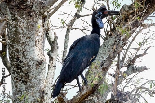 Endemic Bird in Uganda