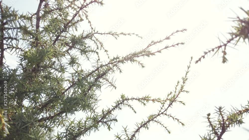Pulling back in shrubs. Clean sky Pulling back in shrubs. Clean sky