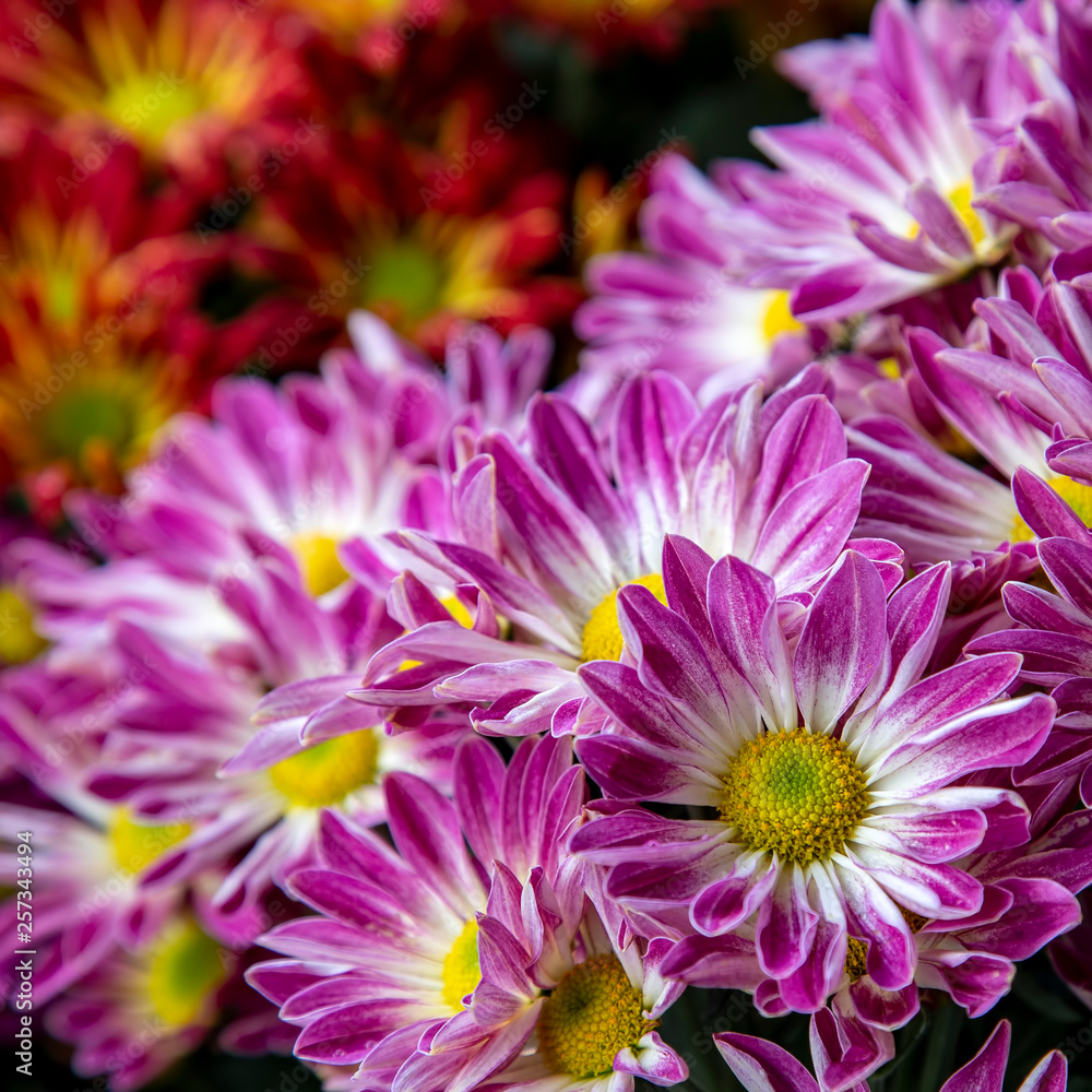 Close up of chrysanthemum flower Close up of chrysanthemum flower