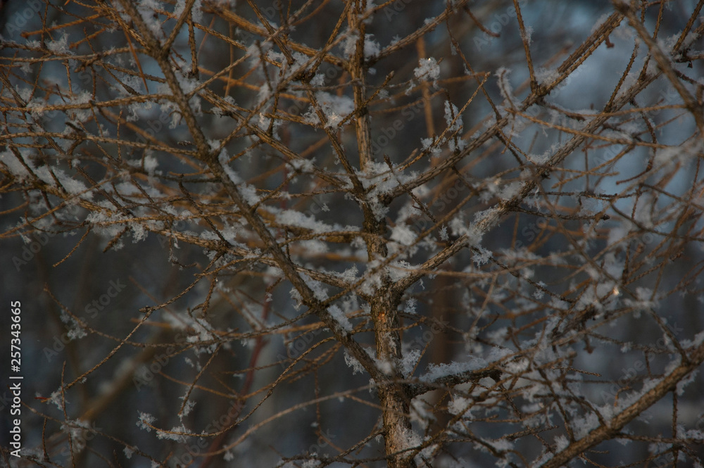 Obraz premium branches of a tree in winter