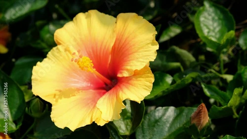 Hawaiian hibiscus in the garden