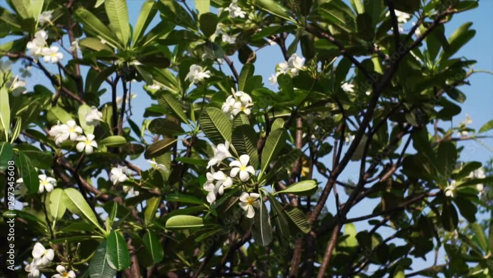White plumeria on the plumeria tree. White plumeria on the plumeria tree.