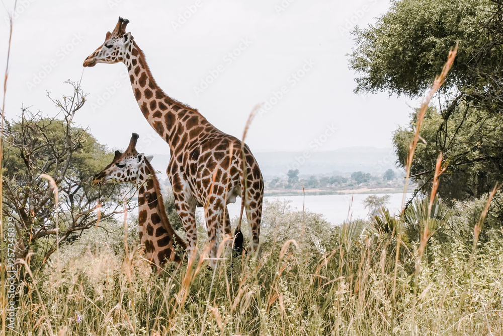 Naklejka premium Family firaffe in Murchison Falls