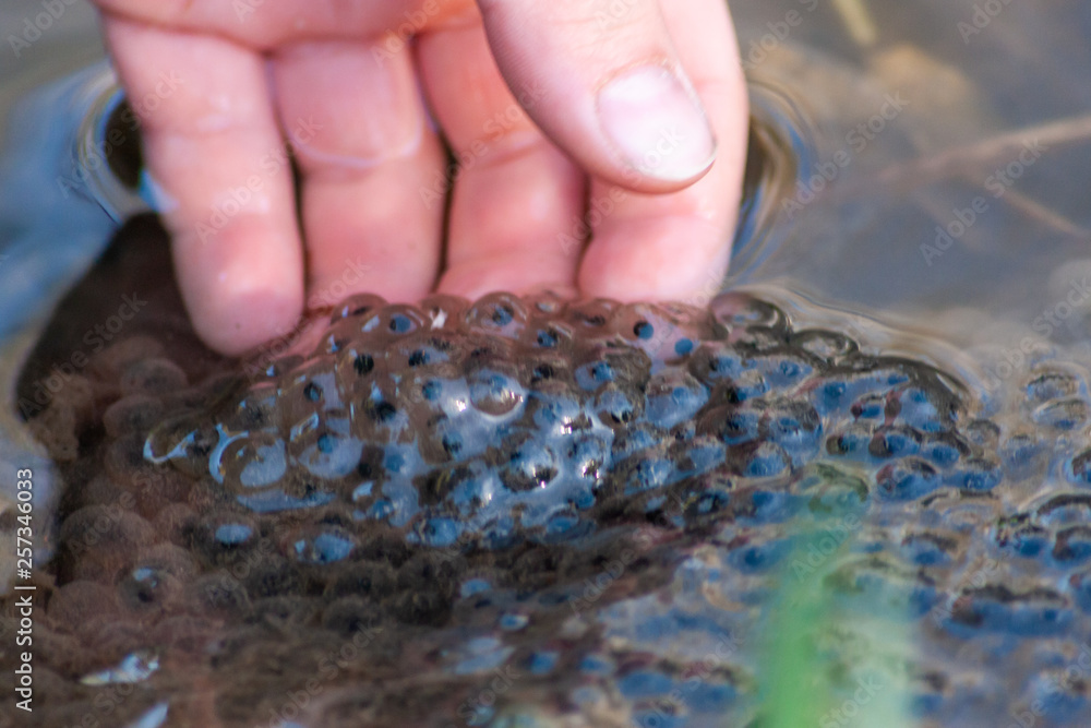 Massiver Froschlaich mit Kinderhand in einem Teich für viele