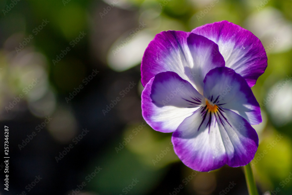 Einsames Stiefmütterchen leuchtet violett-weiß im Frühlingssonnenschein Einsames Stiefmütterchen leuchtet violett-weiß im Frühlingssonnenschein