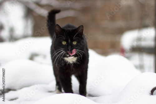 In the snow season, homeless cats run in the snow. © CuteIdeas