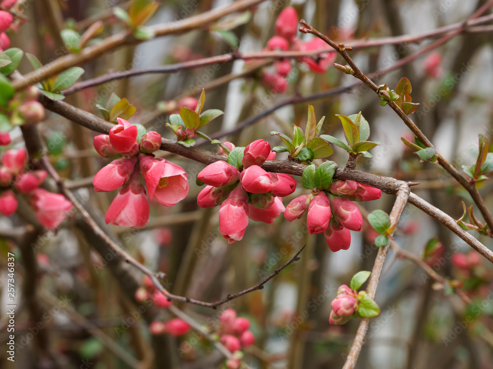 Cognassier du Japon (Chaenomeles japonica). Un arbrisseau d'ornement aux rameaux garnis d'une belle floraison rouge vif au printemps Cognassier du Japon (Chaenomeles japonica). Un arbrisseau d'ornement aux rameaux garnis d'une belle floraison rouge vif au printemps