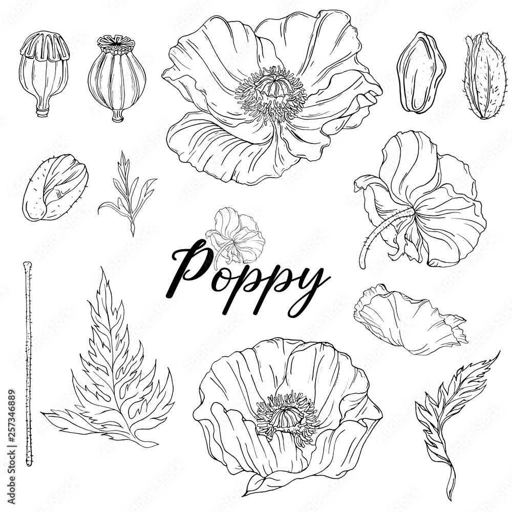 Vegetable vector set of flower of poppy. Round frame. Poppy flowers.