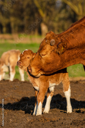 Canvas Mother licks newly born calf