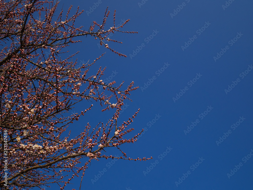 Violet flowers of an apricot tree. The blossoming apricot tree in the early spring Violet flowers of an apricot tree. The blossoming apricot tree in the early spring