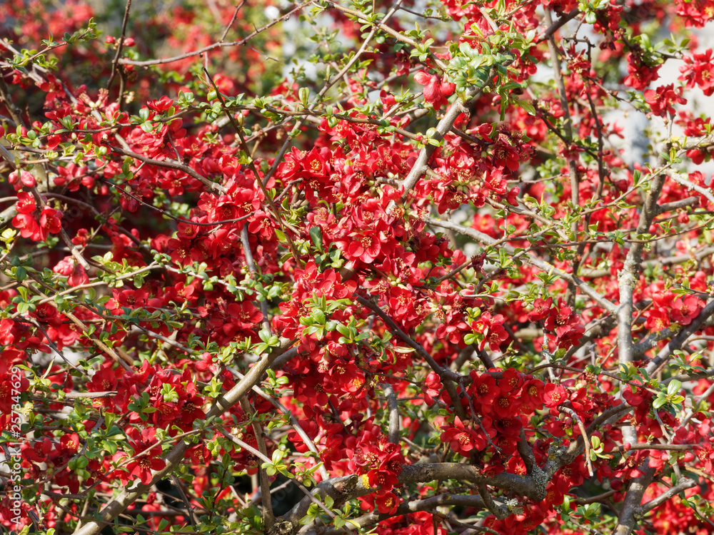 Cognassier du Japon (Chaenomeles japonica). Un arbrisseau d'ornement aux rameaux garnis d'une belle floraison rouge vif au printemps