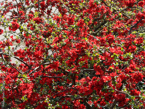 Billede på lærred Cognassier du Japon (Chaenomeles japonica)