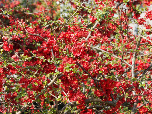Billede på lærred Cognassier du Japon (Chaenomeles japonica)