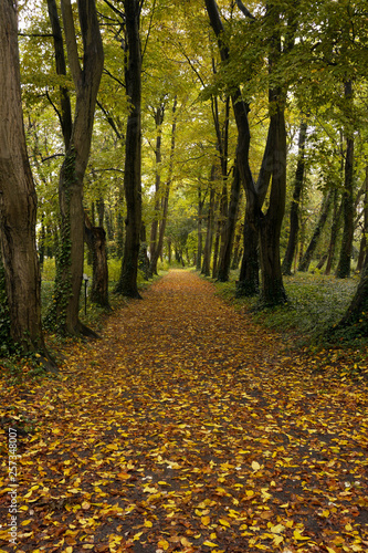 秋のドイツの森 落ち葉に埋まる小路