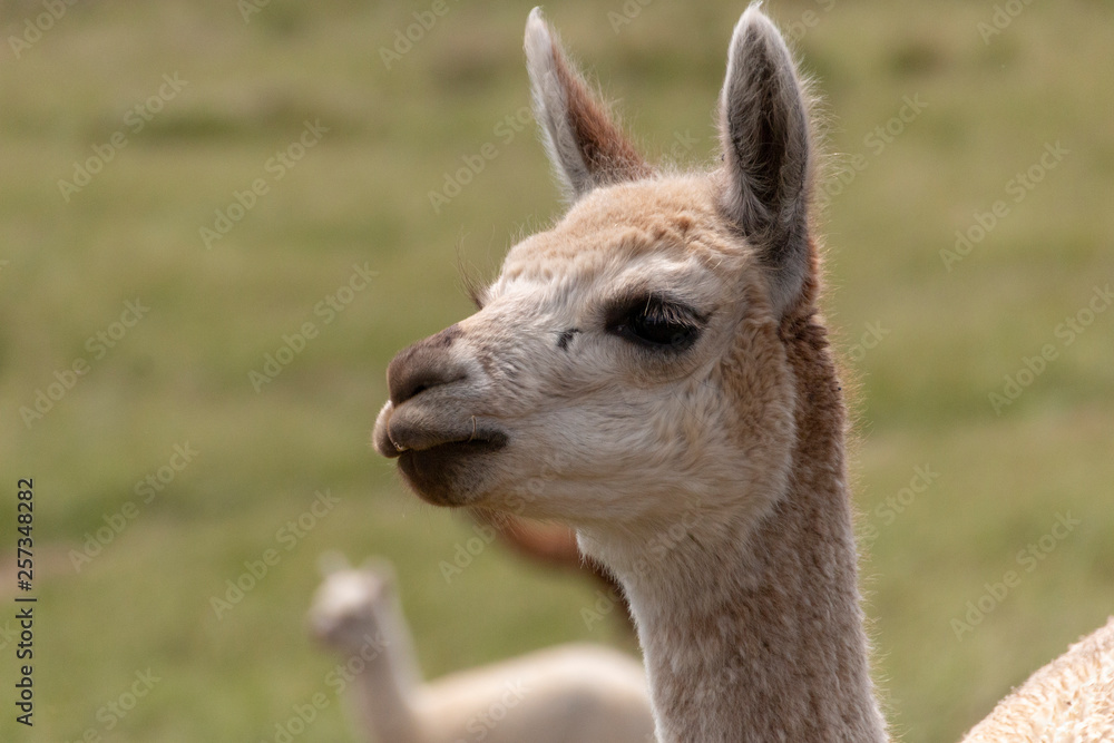 Alpaca In The Medow Alpaca In The Medow