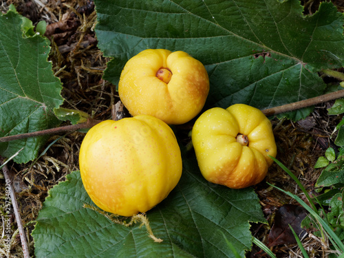 Billede på lærred Fruits pommacés et jaunâtre du Cognassier du Japon (Chaenomeles japonica)